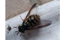 Chrysotoxum cautum