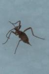 Chionea lutescens