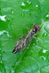 Baccha elongata