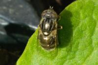 Eristalinus aeneus