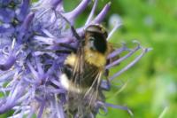 Volucella bombylans