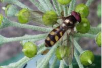 Melanostoma mellinum