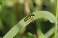 Sphaerophoria scripta