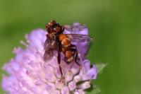 Sicus ferrugineus