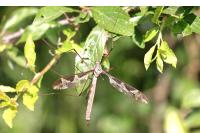 Tipula maxima