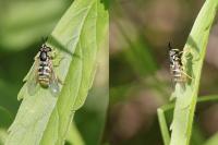 Chrysotoxum octomaculatum