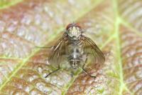 Helina depuncta