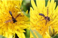 Physocephala
