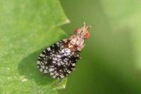 Trypetoptera punctulata