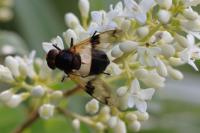 Volucella pellucens