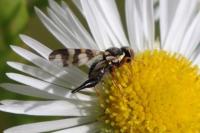 Urophora jaceana