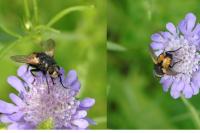 Nowickia ferox