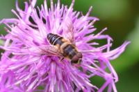 Eristalis pertinax