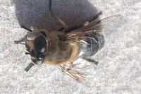 Eristalis tenax