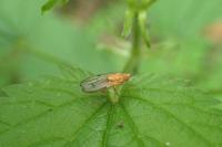 Minettia inusta