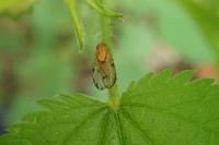 Minettia inusta