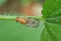 Minettia inusta