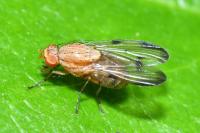 Minettia inusta