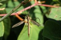 Tipula paludosa