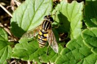 Helophilus pendulus