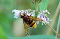 Volucella zonaria