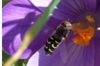 Scaeva selenitica