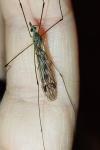 Tipula rufina