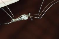 Tipula rufina