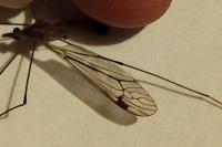Tipula rufina