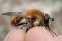 Criorhina floccosa