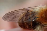 Criorhina floccosa
