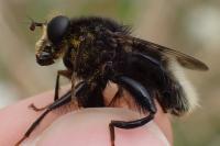 Criorhina ranunculi