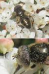 Eristalinus aeneus