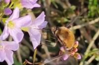 Bombylius major