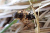 Eristalis pertinax