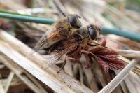 Eristalis pertinax