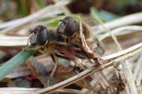 Eristalis pertinax