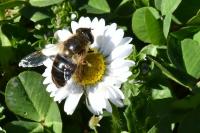 Eristalis tenax