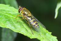 Syrphus vitripennis