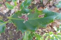 Phytomyza ilicis