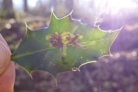 Phytomyza ilicis