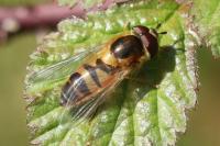 Epistrophe eligans