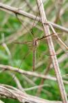 Tipula oleracea