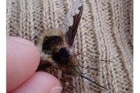 Bombylius major
