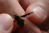 Bombylius major