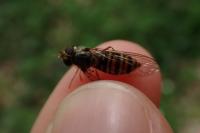 Episyrphus balteatus