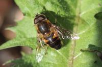 Eristalis pertinax