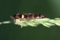 Sphaerophoria scripta