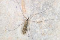 Limonia hercegovinae