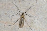 Nephrotoma appendiculata